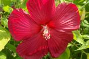 Hibiscus moscheutos je robusna, grmolika trajnica koja dostiže visinu i do 2 m. Ima predivan cvet, velikih demenzija, između 15-25 cm.
Poreklom je iz močvarnih delova SAD (Georgia i Florida) a ima ih i u Kanadi (Ontario).
Podnosi temperature i do -30 C.
Prvi jesenji mraz će uništiti nadzemni deo biljke, ali će biljka na proleće ponovo krenuti iz korena. U jesen biljka može da se oreže 10 cm iznad tla.
Poželjno je zimi, dok je biljka još mlada, zaštititi koren slojem malča. Na proleće, mladi izdanci malo sporije kreću, ali kada se novi izdanci pojave, biljka vrlo brzo raste.
Cveta od jula do septembra.
Voli sunčane položaje i vlažno, drenirano tlo.
Može da raste i u polusenci, ali tada slabije cveta.
Uspeva u skoro svim tipovima tla, samo je bitno da se zemlja ne isušuje, tako da je treba redovno zalivati u vrelim letnjim mesecima.
Razmnožava se deljenjem korena (u martu-aprilu) ili semenom.

Cena je za pakovanje od 10 semenki. 