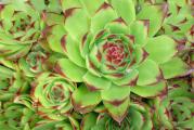 	Čuvarkuća (lat. Sempervivum tectorum) je višegodišnja biljka iz istoimenog roda (Sempervivum). Visoka je od 10 do 30 cm, listovi su rozetasti, crepasti i pri vrhu crveni. Na vrhu stabljike su zvezdasti cvetovi crvene boje, kod nekih podvrsta i crveno-ljubičaste ili žute.

Čuvarkuća raste na stenama, zidovima, krovovima i lako se održava. Postoji verovanje da čuva od groma, bolesti i veštica.

Čuvarkuća sadrži tanin, sluz, smolu, kalcijum malat, masno ulje, mravlju i jabučku kiselinu.

Narodna imena čuvarkuće su još i pazikuća, vazdaživa, divlje smilje, žednjak.
Cena za sadnicu u saksiji fi9cm. 