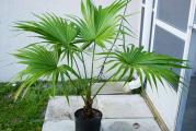 Izuzetno dekorativna palma lapazastih listova uspeva kako u zatvorenom tako i u dvoristu ili na terasi.Preko sezone rasta trazi cesto zalivanje a zimi je potrebno obezbediti temperaturu iznad nule i smanjiti zalivanje na jednom u 2-3 nedelje.
Cena je za paket od 10 svezih semenki.
