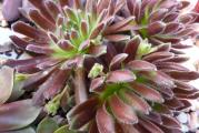  Čuvarkuća (lat. Sempervivum tectorum) je višegodišnja biljka iz istoimenog roda (Sempervivum). Visoka je od 10 do 30 cm, listovi su rozetasti, crepasti i pri vrhu crveni. Na vrhu stabljike su zvezdasti cvetovi crvene boje, kod nekih podvrsta i crveno-ljubičaste ili žute.

Čuvarkuća raste na stenama, zidovima, krovovima i lako se održava. Postoji verovanje da čuva od groma, bolesti i veštica.

Čuvarkuća sadrži tanin, sluz, smolu, kalcijum malat, masno ulje, mravlju i jabučku kiselinu.

Narodna imena čuvarkuće su još i pazikuća, vazdaživa, divlje smilje, žednjak.
Cena za sadnicu u saksiji fi9cm. 