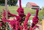 Amaranthus ili Amaranth je kosmopolitski rod biljaka koji broji oko 60 vrsta.Bastenska biljka koja je interesantna zbog neobicnih listova i cvetova raznih boja i oblika.Takodje uspeva i moze da se drzi kao saksijska biljka.Semenke se seju na dubini od par milimetara na temeperaturi od 15-20 stepeni proklijaju za 5-10 dana.Takodje mogu da se seju i napolju posle zadnjeg mraza.

Paketic sadrzi 100 semenki. 