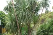 Yucca gloriosa - Spanish dagger pripada porodici Agavaceae poreklom je iz severne Karoline i severoistocne Floride dostize visinu od 1,8-2,4m.Voli obilno zalivanje ali odlicno podnosi susu i niske temperature do -21 stepen C.Odgovara joj suncana pozicija ali i polu senka i peskovito tlo.Razmnozava se semenom i deljenjem rizoma.

Paketic sadrzi 3 semenke. 