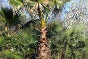 Washingtonia robusta je poreklom iz pustinjsko-planinskih kanjona Sonora i Baja Maksika ali je jako zastupljena na Floridi i Kaliforniji.Dostize visinu od 30m i precnik stabla od 25-30cm.Washingtonia robusta preferira bogatu dobro propusnu zemlju ali moze da prezivi i u losijim uslovima kao sto je pesak.Otporna je na susne periode ali mnogo bolje napreduje uz adekvatno zalivanje.Voli suncana mesta podnosi temperature do -9 C sa vidljivim ostecenjima.Uzgaja se lako iz semena koje u roku do 2 meseca proklija. Pakovanje sadrzi 5 semenki.