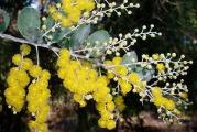 Acacia podalyriifolia - pearl acacia zbog svoje minijaturne velicine je odlicna za pravljenje bonsai-a.Iako je zimzeleno drvce preko zime se mora drzati unutra na temperaturama iznad nule.Acacia podalyriifolia sa cvetanjem pocinje u rano prolece cvetovi su izrazito zuti,plodovi su mahune sa semenkama.

Paketic sadrzi 5 semenki.
