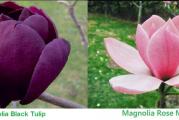 Hibridna magnolija   visine oko 1m ,nastala ukrstanjem "Rose Marie" i "Black . Uz sadnicu dobijate i detaljno uputstvo za presadjivanje i gajenje.