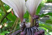 Beli šišmiš (Tacca integrifolia) može izgledati kao normalna biljka sve dok ne počne da cveta. Kada to uradi, razvija neke od najčudnijih i najneverovatnijih cveća u biljnom carstvu. Ispod njegovih grozdova ljubičastih cvetova vise dugački listovi nalik na brkove koji mogu dostići i stopu dužine. Iznad cvetova, dve široko rasprostranjene bele listove (koje podsećaju na latice cveta) daju biljci „krila slepog miša“.
Ne postoji način na koji neko može da baci pogled na cvet šišmiša i da ne uradi dvostruko. A ako želite da gledate u ovo fascinantno cveće iz udobnosti kuće, imate sreće jer se biljka može uspešno uzgajati u zatvorenom prostoru. Glavni izazov će biti pronaći. Specijalizovani rasadnici i rasadnici po porudžbini često su jedini održivi izvor bilo koje sorte šišmiša.

Kako uzgajati beli šišmiš
Cvetovi šišmiša se uzgajaju uglavnom zbog cveća, koje niču tokom najtoplijih meseci u godini. Biljke obično počinju da cvetaju nakon što proizvedu najmanje par listova pune veličine, a mogu da cvetaju i do osam puta po sezoni rasta. Cvetove treba ostaviti na biljkama, jer ne prežive dugo kao rezano cveće.
Što se tiče uslova uzgoja, beli cvetovi šišmiša se uglavnom dobro snalaze u istim uslovima koje orhideje preferiraju: visoka vlažnost, dobar protok vazduha i umereno osvetljenje. Mogu dobro da rastu u zatvorenom prostoru u saksijama, sve dok su njihove potrebe zadovoljene.

Svetlost
Cvetovi šišmiša su poreklom iz azijskih kišnih šuma, gde rastu u senci ilovače. Dakle, ako sadite svoj cvet šišmiša na otvorenom, izaberite mesto koje ima slabo do umereno osvetljenje. U zatvorenom prostoru, biljci je potrebno umereno do jako svetlo, iako je ne bi trebalo izlagati direktnoj sunčevoj svetlosti.

Zemljište
Biljka preferira rastresito, dobro drenirano i bogato tlo. Raste na otvorenom, može tolerisati peščano tlo. 