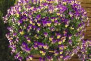 Izuzetna viola sa obiljem cvetanja, savršena za zimske i prolećne viseće korpe. Uzgajan je specijalno za viseće korpe jer njegov veoma cvetajući, polu-zaobljen naviku stvara izvanredan prikaz jednobojnog i dvobojnog cveća u širokom spektru boja. Visina 15-20 cm. Širenje 30-35 cm.

Setva:
Viole su višegodišnje biljke, ali se često tretiraju kao jednogodišnje. 60 dana od semena. Mogu se sejati praktično cele godine ako se mogu obezbediti temperature od oko 15 do 20°C (60 do 68°F).
Mogu se sejati od decembra do februara za cvetanje u maju. Sejte pre jula za cvetanje u jesen ili sejte od septembra do decembra za veće prolećne cvetove.

Koristite kvalitetnu početnu mešavinu semena (John Innes ili slično) ili napravite mešavinu komposta, malo vermikulita i malo peska da biste dobili drenažu. Prosejte kompost u saksije ili pakete ćelija i lagano ga pritisnite. Dodajte još malo komposta ako je potrebno. Napravite malo udubljenje prstom i ubacite po jedno seme u svako udubljenje.
Svetlost nije potrebna za klijanje. Preporučuje se srednji sloj grubog vermikulita da bi se održala visoka vlažnost oko klijavog semena, ako nemate vermikulit, lagano pokrijte prosijanom zemljom.
Stavite kontejnere u hladan staklenik ili napolju u hladan okvir, idealno na temperaturama od oko 15 do 20°C (60 do 68°F). Izbegavajte temperature iznad 21°C (70°F) kako biste sprečili rastezanje sadnica. Održavajte tlo na prilično vlažnom nivou, tj. podloga je blistava, ali voda neće curiti sa dna posude i samo će malo prodrijeti sa vrha oko vrha prsta.

presađivanje:
Optimalne spoljne temperature za uzgoj su 60 do 70°F (15 do 21°C) dana, a noći na niskih 50s°F (11 do 15°C) tokom prvih nekoliko nedelja. Viole takođe mogu tolerisati niže noćne temperature - od 5 do 9°C. Đubrite izbalansiranim đubrivom u mešavini medija za uzgoj da biste podstakli dobar rast listova pre cvetanja.