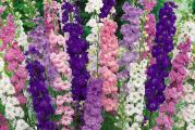 Delphinium je divan delfinijum - koji oduzima dah kao i njihovi veći rođaci, ali manjeg rasta - idealan za mesta gde je prostor na prvom mestu.
Ovaj delfinijum, naraste do visine od oko 75 do 90 cm i jedna je od najnižih dostupnih sorti. Biljke su dobrog kompaktnog habitusa sa tamnozelenim duboko nazubljenim listovima i zbog niskog rasta i zdravih debelih stabljika ne zahtevaju kolčenje.

To je soj snažnog rasta koji je otporniji na toplotu i manje izbirljiv od većine drugih sorti i ako se poseje rano, cvetaće u tekućoj godini.
Cvetanje je dosledno tokom celog leta od juna do septembra, čvrsti cvetni klasovi su veoma privlačni pčelama i čine divan rezani cvet.

Setva: Seme sejte u periodu od januara do maja ili sejte u septembru do oktobru.
Od januara do maja je najbolje vreme za setvu, što ranije sejete, veće su šanse za sadnju tokom leta. Koristite čistu tacnu ili posudu sa kompostom za seme dobrog kvaliteta na bazi treseta. Lagano učvrstite kompost. Lagano raspršite seme po površini. Pokrijte seme tankim slojem vermikulita. Zalijte lagano. Čuvati na mestu sa temperaturom od 15 do 18°C, idealan je propagator sa donjom toplotom. Alternativno, pokrijte lonac plastičnom kesom i okrećite kesu svaka 3 dana kako biste sprečili prekomernu kondenzaciju. Stavite na prozorsku dasku van direktne sunčeve svetlosti. Držite na suvoj strani i seme bi trebalo da klija nakon 15 do 21 dana. Uklonite iz propagatora ili plastične kese kada dođe do klijanja.
Kada je seme dovoljno veliko za rukovanje, obično oko četiri nedelje nakon setve, presadite ga u malu ćeliju sa kompostom na bazi treseta. Pažljivo zalijte. Jednom dovoljno veliki lonac u lonac od 9 cm sa kompostom na bazi treseta. Tečna hrana po potrebi. Očvrsnite i sadite od maja do jula.
Ako ste kasno posejali seme, uzgajajte biljku u saksijama dok ne pređe u zimsko mirovanje. 