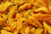 Bhut Jolokia ili Naga Jolokia ova sorta od 2006. pa do dan danas drži rekord po ljutini u Guinness-knjigi rekorda kao najljući čili na svetu! 
Biljke porastu od 45 do 120 cm. a pošto je višegodišnja biljka dostiže visinu i do 4 metra u rodnom kraju! 
Sam plod dostiže dužinu od 5 do 8,5 cm i 2,5 do 3 cm širinu. 
Biljka voli toplotu i vlažnost. Klijavost traje malo duže(i do preko 50 dana), slično kao i kod Habanero. 
Sejanje lokacija: svetlo + držati stalno vlažno ali niposto mokro. 
Vreme klijanja: min. 15 dana. 
Dana do zrenja:90-100 zavisno od toplih dana i temperatura. 
Zalivanje: redovno tokom vegetacije ili ujutro rano ili uveče. 