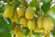 Golden Kiwi (Actinidia chinensis) otporan je na temperature do -25 stepeni pa ga to i čini idealnim za naše klimatske uslove. 
Biljka može da dostigne i 5 metara u dužinu. Odlično joj odgovaraju mesta uz kuću ili ogradu. Obično posle 3 godine daje plodove koji su 5-6 cm veliki i prelepe žute boje. 
Sama oprašuje, znači nije kao kod ostalih gde vam treba jedna ženska i jedna muška biljka. 
Stratifikacija: oko 2-3 meseca u vlažnom supstratu na 2-5 °C u frižideru. 
Vreme sejanja: tokom cele godine. 
Sejanje lokacija: svetlo i držati stalno vlažno ne mokro. 
Dubina sejanja: Seme koje klija na svetlu, seme samo pritisnuti prstima u mešavinu i ne dozvoliti da se osuši, držati konstantno vlažno ali niposto mokro. 
Vreme klijanja: zavisno od uslova 4-12 nedelja. 
Sejanje temperatura: 10-15 °C 
Zalivanje: redovno tokom vegetacije. 

