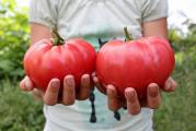 Visokopronosna stara sorta, plodovi su krupni, mesnati 400-900gr. Slatkog izuzetnog ukusa.

Setva:
Posadite oko 3 mm dubine, u male saksije koristeći kompost za početak semena. Lagano zalivajte i održavajte stalno vlažnim dok ne dođe do klijanja. Seme paradajza obično klija u roku od 5 do 10 dana kada se drži na optimalnoj temperaturi od 21 do 27°C. Čim se pojave, stavite ih na mesto koje prima mnogo svetlosti i nižu temperaturu od 25°C; prozor okrenut prema jugu treba da radi.

Presađivanje:
Kada biljke razviju svoje prve prave listove i pre nego što se vežu za koren, treba ih presaditi u veće saksije od 20 cm. Mlade biljke su veoma nežne i podložne oštećenjima od mraza, kao i opekotinama od sunca. Svoje mlade biljke štitim tako što postavljam veliki plastični bokal za mleko, sa uklonjenim dnom, da formiram minijaturni staklenik.
U zavisnosti od komponenti vašeg komposta, možda ćete morati da počnete sa đubrenjem. Ako vršite đubrenje, uradite to veoma, veoma štedljivo sa slabim razblaženjem. Presadite na svoje konačne položaje kada budu visoki oko 15 cm. Dve do tri nedelje pre toga, biljke treba očvrsnuti.