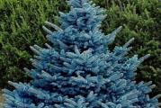 Picea pungens glauca, poznata kao plava omorika u Koloradu, četinar je poreklom iz Stenovitih planina. Njegov domet se proteže preko Jute, Kolorada i Vajominga.

Ovo drvo se uglavnom nalazi na srednjim i velikim nadmorskim visinama, uglavnom od 1.500 m do 3.000 m.

Kolorado plava omorika je četinar srednje veličine koji raste do visine od 23 m. Kora je siva sa ljuskastim uzorkom. Igle su duge 1 inč sa četkom za boce poput formacije. Boja igle može se razlikovati od drveta do drveta, u rasponu od zelene, preko zelenkasto plave, do upečatljivije plave boje. Šišarke su duge 10 cm i svetlo braon. Nezreli čunjevi su tamnocrveni.

Kolorado plava omorika je usko povezana sa zelenom smrekom i belom omorikom, koje sve dele mnoge njene karakteristike.

Ovo je vrlo popularno ukrasno drvo koje se može gajiti u kontejneru. Koristi se za bonsai.

Pre klijanja
Seme ne treba pre obrade ili stratifikacije pre setve. Napunite tacne ili lonce kvalitetnim kompostom i nežno učvrstite. Širite seme po površini; idealno je oko 25 u posudi od 10 cm. Pokriti sa 3 mm komposta i lagano učvrstiti.

Kompost držite vlažnim, ne vlažnim ili isušenim. Stavite lonce ili poslužavnike na toplu prozorsku dasku ili u topli zimski vrt. Klijanje treba da se dogodi na 1–3 nedelje.