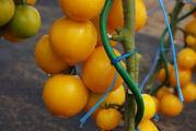 'Romus' paradajz (Solanum licopersicum) pripada srednjim ranim sortama koje se preporučuju za gajenje u polju. Ona formira velike grozdove srednjih plodova koji u proseku teže između 110 i 125 g. Plod ove sorte ima pravilan, okrugli oblik. NJihova koža je glatka i ima ukusnu žutu boju. Meso iste boje je izuzetno aromatično i ukusno. Ovi paradajz je najbolje ukusan na sendvičima ili isečen u salatama.

Paradajz su termofilne biljke i stoga se obično uzgajaju iz sadnica pripremljenih u toploj sobi. Seme paradajza može se rano sijati u kontejnere ili kutije. Pre presađivanja na stalni lokalitet sadnice treba očvrsnuti. Trebalo bi da budu premešteni napolje u drugoj polovini maja, nakon što prođe rizik od prolećnih mraza. Sorta 'Remus', kao i ostale sorte paradajza, preferira ne preteška, propusna tla bogata hranljivim materijama. Ima najbolje voće na sunčanim i toplim mestima.