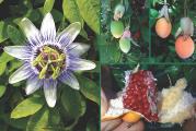 Passiflora caerulea je takođe poznata kao plava kruna pasiflore ili izdržljiva pasiflora. To je izuzetno brzo rastuća i lepa biljka. P. caerulea iskri sa 10 cm (4 in) cvetovima sa belim laticama i plavim filamentima. Popularan je među baštovanima zbog svog zamršenog, mirisnog cveća koje ima gotovo nadrealni izgled.

To je jedno od najotpornijih cveća strasti, koje ponovo umire u hladnijim klimama, ali je otporno na -12°C (10°F). Ponovo će izrasti iz dubokog korena čak i nakon ozbiljnih smrzavanja. Oni su zimzeleni u tropskoj klimi, ali listopadni tamo gde su zime hladne i mogu se uzgajati na otvorenom u većini plodnih, vlažnih ali dobro dreniranih zemljišta ili u zatvorenom prostoru kao kontejnerska biljka. Obezbedite podršku za stabljike za penjanje i zaklon od hladnih vetrova koji suše.
Divna višegodišnja penjačica koja uspeva na punom suncu na većini zemljišta.

Setva: Sejati u kasnu zimu/kasno proleće i kasno leto/jesen.
Pre setve, potopite seme 24 sata. Namakanje je korisno na dva načina; može omekšati tvrdi omotač semena i takođe izbaciti sve hemijske inhibitore iz semena koji mogu sprečiti klijanje. Obično je dovoljno 24 sata u vodi koja počinje vrućom. Ako se namaka duže, vodu treba menjati svakodnevno. Seme nekih vrsta nabubri kada se natopi. Pošto svako seme nabubri, treba ga ukloniti i posejati pre nego što ima vremena da se osuši. a ostatak se nežno izbode iglom i vrati da se namače. Posejte seme u tresetni kompost, „samo pokrijte“ sa ¼ inča zemlje jer je semenu potrebna svetlost da proklija.

Klijanje Pasiflore može da se desi za nekoliko nedelja ili nekoliko meseci. Ako je vaša kuća na niskoj strani od 20°C (68°F), vaše seme će imati koristi od donje toplote pomoću električnog kabla za zagrevanje tla ili grejne prostirke. To će stimulisati rani rast, pomoći će semenu da klija i prepoloviti vreme klijanja. Pokrijte vrh lonca prozirnom plastikom kako bi vlažnost ostala visoka.