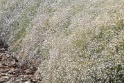 Gipsophila paniculata je lepa beba sa duplim cvetovima koja u rano leto nudi velike prozračne oblake belih cvetova. Cvetne metlice su jake stabljike, kompaktne i cvetaju nešto ranije od standardnih oblika. Svaka stabljika ima stotine sitnih belih cvetova na granama tankim kao žica, dajući prozračan, mekan utisak. Sami cvetovi su sitni; biljke su tokom leta prekrivene bezbrojnim belim cvetovima.

Cveće se može seći i sušiti i koristiti tokom zimskih meseci. Same biljke su korisne u otpornoj granici ili kao saksije. Lako se uzgaja iz semena, cveta 6 nedelja od dana kada je posejana.
Ako vam nedostaje prostora, sipajte seme u ležište za lukovice i ono će odlično sakriti njihovo izbledelo lišće tokom leta. Kovent Garden takođe dobro funkcioniše u velikim kontejnerima. Uz ranu setvu, cvetaće od proleća do jeseni. Sejte ga uzastopno svake dve nedelje za puno divnih belih cvetova celog leta.

Setva:
Rana setva u zatvorenom prostoru, 6 do 8 nedelja pre poslednjih očekivanih mrazeva, obezbediće ranije cveće; u suprotnom, sejte direktno čim se zemlja može obraditi u proleće. Jedva pokrijte seme jer im je potrebna svetlost da proklijaju.
Kada sejete direktno tamo gde će cvetati, izaberite sunčano otvoreno mesto sa dobrom drenažom. Dobro pripremite zemlju i pre setve sagrabuljite na finu površinu. Označite površine za sejanje prstenom svetle boje peska i obeležite ako sejete više od jedne godišnje u istoj gredici. Površinski sejati u redovima i jedva pokrivati.
Seme klija za 7 do 18 dana. Sadnice će se pojaviti u redovima i lako se mogu razlikovati od obližnjih sadnica korova. Razredite sadnice tako da budu konačno udaljene 30 cm (12 in) do početka leta.

Gajenje:
Uštipnite vrh koji raste da biste podstakli žbunastost. Zemlja ne bi trebalo da bude prebogata ili ćete dobiti velike biljke sa malo cvetova. Običan 'Top Soil' najbolje funkcioniše. Kompost treba održavati blago vlažnim, ali ne uvek vlažnim.