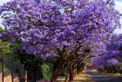 Jacaranda mimosifolia, plava Jacaranda, poreklom je iz Južne Amerike, posebno u Brazilu. Ovo zgodno drvo raste u tropskim ravnicama sa malim nadmorskim visinama. Svojim punim potencijalom može dostići 30 metara visine, ali obično je više oko 20 metara. Sezona cvetanja je leti. Celo drvo je prekriveno velikim i nežnim grožđem raskošnog cveća lavande plave boje. Cvetovi su blago mirisni. Lišće je polutrajno, sačinjeno od lišća nalik na pero, fino isečenog, koje daje nagoveštaj elegancije drvetu. Plod je ravna vrećica, široka oko 7 cm i smeđkastožuta. Deblo je veliko, sivo i ne baš visoko. Plava Jacaranda nije vrlo otporna na velike temperaturne promene. Poželjno je da se gaji na verandi ili u stakleniku sa temperaturom iznad 3ºC. Plavoj Jacarandi je potrebno sveže i bogato tlo da bi ostalo zdravo. Potrebno mu je dobro osvetljenje, po mogućnosti pod punim suncem. Ako se gaji u zatvorenom ili u stakleniku, može se izneti napolju samo tokom leta. Drvo treba zaštititi od vetra. Njegov korenov sistem je širok i može otežati uzgoj manjih biljaka pod njim.