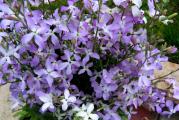 Omiljena iz starih vremena, mirisna noćna, ponekad nazvana 'Večernji miris', jedna je od najlakših i najvrednijih mirisnih biljaka za uzgoj.
Biljke su prilično niskog rasta, rastu od 45 do 60 cm visoke i široke sa malim bledo lila do belim cvetovima. Iako nije najupečatljivija biljka, vredi je dodati u baštu za predivan večernji miris.
Cvetovi se otvaraju kasno popodne do večeri i emituju divan miris. Miris se poredi sa vanilijom, ružom, začinima, pa čak i karanfilićem, ali jedno je sigurno, kada ga jednom doživite u sopstvenoj bašti postaće letnji miris bez kojeg nikada nećete poželeti.
Noćne mirisne materije su mnogo mirisnije na mestima gde nisu preplavljene đubrivom i negovanjem. Takođe preferiraju sušač od prosečnog položaja. Posadite ih u saksije ili direktno u prednji deo kreveta da biste uživali u njihovom mirisu, smešno su laki iz semena

Setva: Sejati u proleće. februara do maja
Pokrijte tankim slojem dobro oceđenog komposta ili vermikulita.
Kompost treba održavati vlažnim, ali ne mokrim sve vreme. Klijanje 7 do 14 dana

Sejte u saksije ili direktno tamo gde treba da cvetaju. Postavite biljke oko mesta za sedenje i duž staza u bašti kako biste uveče mogli uživati u njihovom mirisu
Treba izabrati sunčanu situaciju, koju treba što pre pripremiti, pazeći da je drenaža dobra. Za neprekidnu predstavu, možda ćete želeti da sadite razmaknute datume setve.
Idealne temperature klijanja su oko 21°C, tako da se seme može rano posejati u saksije i staviti u zatvorenom prostoru početkom godine. U suprotnom, sačekajte da se temperature malo zagreju pre setve direktno u pripremljenu gredicu

Direktna setva:
Sejte tanko, 6 mm duboko u male grudve ili plitke bušilice. Sejte na razmaku od 30 cm u dobro kultivisano zemljište koje je dobro obrađeno. Zalivajte redovno, posebno u sušnim periodima.