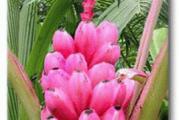 Patuljasta banana, poreklom iz Indije, raste do visine od 1.5m.
Ima sjajne listove, koji su dugi do 1m, cvet je roze boje. 
Plodovi su crvenkasto-roze boje. 
Musa velutina je odlična kao sobna biljka, i jedna je od nekoliko vrsti banana koja će procvetati i rađati plodove u sobnim uslovima. 
Cvetovi su ženski i muški, ponekad i dvoploni(sami se oprašuju). 
Potrebno joj je puno vode, kao i svim bananama.
Iako je otporna na mraz sigurno do -5C potrebno joj je zimi zaštiti koren ukoliko se drži na hladnijem mestu!
Predtretman: Prelijte seme vrelom-vrućom vodom i ostavite u vodi 1 dan.
Dubina sejanja: 1 cm.
Sejanje temperatura:	 28-30°C.
Sejanje lokacija: svetlo i držati stalno vlažno ne mokro.
Vreme klijanja: 1-6 meseci.

