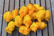 Sve sorte Trinidad Scorpion potiču iz Trinidada (i Tobaga), ostrvske države na obali Venecuele. 'Moruga Red' je jedan od najljućih čilija Trinidad Scorpion, koji je ljutiji od Naga i drugih vrsta super ljutog čilija. Zabeleženo je na preko 2 miliona Skovilovih jedinica, ali u proseku iznosi oko 1,2 miliona.

Biljke Trinidad Moruga Scorpion imaju grmoliki oblik rasta i ostaju relativno male, sa visinom od 70 do 90 cm (28 do 36 inča). Potrebni su im prilično topli uslovi da bi krenuli, 28 do 32°C (82 do 90°F) bi bilo idealno, stoga se preporučuje korišćenje staklenika i grejne prostirke. Biljkama je potrebna sveža, dobro đubrena, propusna zemlja i ne tolerišu zalivanje vode. Treba ih posaditi na sunčano, zaštićeno mesto sa najmanje 6 sati sunčeve svetlosti - najbolje više. Kako biljke imaju posebno dug period sazrevanja, preporučuje se da se uzgajaju u saksiji, tako da možete lako uneti biljku unutra kada temperatura padne ispod 12°C (54°F) tokom dana, omogućavajući sve plodove sazreti. Da biste zadržali biljku preko zime, odrežite je za 20 cm (8 inča) nakon žetve i stavite na svetlo mesto gde je temperatura od najmanje 15°C (59°F).

Setva: Sejati od početka decembra do januara pod staklom, ili za glavne useve od marta do aprila.
Dok rukujete semenkama, možda ćete želeti da nosite rukavice kako biste zaštitili kožu od velike količine kapsaicina.
Napunite male ćelije ili posude dobrim sterilnim kompostom za seme, posejte seme na površinu i lagano pritisnite u kompost. Pokrijte samo finim prskanjem (3 mm) zemlje ili vermikulita. Održavajte kompost vlažnim – ne dozvolite da se vrh komposta osuši (čest uzrok neuspeha klijanja) Ako želite, poprskajte površinu razblaženim fungicidom na bazi bakra.
Ovoj sorti je potrebna prilično visoka temperatura tokom procesa klijanja, oko 28°C (80°F) je idealna. 