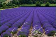Lavanda je odlična biljka za nisku neformalnu ogradu i kao primerak zimzelenog za granice i formalne bašte. Biljke narastu do oko 45 do 60 cm (18 do 24 inča), a cvetanje obično počinje od sredine do kraja juna do početka jula. Cvetovi imaju bogat slatki miris i veoma su privlačni za pčele i druge korisne insekte.
Biljke tolerišu kiselo zemljište, ali favorizuju neutralna do alkalna tla. Otporne su na sušu i hladnoću i ostaju atraktivne i tokom zime. Za najbolji efekat posadite ga pored vrata i staza, gde se njegov divan miris može u potpunosti ceniti.

Setva: od kasne zime do kasnog proleća (od februara do aprila) ili sejati od kasnog leta do jeseni (od avgusta do oktobra)
Lavanda se može sejati u bilo koje doba godine, ali preferira da temperatura tla bude oko 13 do 18°C (55 do 65°F). Posejte seme na površinu dobro dreniranog komposta za seme u saksijama ili tacnama. Pokrijte seme laganim prskanjem komposta ili vermikulita. Čuvati na temperaturi između 15 do 20°C (59 do 68°F). Klijanje za 21 do 90 dana.
Kada su dovoljno velike za rukovanje, presadite sadnice u saksije od 7,5 cm (3 in). Aklimatizujte se na spoljašnje uslove 10 do 15 dana pre sadnje nakon svih rizika od mraza, na udaljenosti od 45 cm (18 in). Za najbolje rezultate obezbedite bilo koje obično, dobro drenirano zemljište na punom suncu.

Gajenje:
Lavande najbolje uspevaju na umereno plodnim, dobro dreniranim, alkalnim zemljištima na punom suncu. Jednom uspostavljene, uspevaju na siromašnim, suvim, kamenitim zemljištima, ali ne tolerišu zalivanje vode. U slabo dreniranim zemljištima sadite na humku ili, u slučaju žive ograde, na grebenu koji će čuvati bazu biljaka od zasićenog zemljišta. Na težim zemljištima razmislite o dodavanju velikih količina šljunka da biste poboljšali drenažu. Raste na blago kiselim zemljištima.

