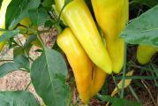 Odlično za punjenje i ljuštenje nakon pečenja. Šarena paprika za kiseljenje. Koristite suvu, svežu ili u receptima sa ljutom paprikom. Plodna i rana sorta. Bere se za 58 do 83 dana od polaska.

Setva: Sijati od sredine februara do sredine juna

Temperatura, vlaga i cirkulacija vazduha igraju ulogu u uzgoju biljaka iz semena. Premalo toplote, previše vlage i nedostatak cirkulacije vazduha prouzrokovaće loše rezultate. Ne koristite vrhove treseta, čepove ili zemlju za saksije jer zemlja postaje previše suva ili previše vlažna, što može dovesti do slabe klijavosti, bolesti i gljivica.

Male ćelije ili ležišta napunite dobrim sterilnim kompostom od semena i posejte seme na površinu. „Samo pokrijte“ finim posipom (3 mm) zemlje ili vermikulita.

Održavajte kompost vlažnim - ne dozvolite da se vrh komposta osuši (čest uzrok neuspeha klijanja). Ako želite, poprskajte površinu razblaženim fungicidom na bazi bakra.

Pokrijte lonac ili poslužavnik plastičnom folijom ili stavite u zagrejani propagator, prozor okrenut prema jugu ili toplu stakleniku.

Idealna temperatura je oko 18 do 20 ° C
