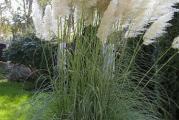 Cortaderia selloana Pampas Trave su vrhunska arhitektonska biljka, koja kućnom pejzažu dodaje teksturu, jesenje boje i zimske oblike. Biljka cveta dugo u kasno leto i jesen. Relativno laka za uzgoj, ovo je trajna biljka koja dugi niz godina daje boju i interes.

Nije neobično da perjanice pampasne trave dostignu visinu i do 2,5 metara (8 stopa) u zrelosti, tako da se nisko rastuće grmlje ili višegodišnje biljke često sade oko osnove radi dodatne boje. Brzo formiraju velike grudve, savršene za velike prostore. Velike trave takođe zahtevaju prostor na travnjaku tako da možete da se povučete i divite im se.

Cortaderia seloana brzo raste i čini odličan ekran za skrivanje ružnih pogleda. Posađen u ogradu, čini zastrašujuću barijeru. Izgleda sjajno kada se koristi sa palmama, borovima i drugim travama.
Zahteva malo održavanja, perjanice se mogu ukloniti posle zimskih meseci neposredno pre početka prolećnog rasta.
Ženske biljke imaju šire, punije cvetove - muške su tanje, izduženije i ne tako pune. Ova baštenska lepotica privlači pažnju gde god da se koristi.

Setva: Sejati u proleće, od februara do aprila
Cortaderia lako klija iz semena posejanog u proleće. Sejte u dobro drenirano zemljište i držite na temperaturi od oko 22°C (71°F). Klija za oko dve nedelje
Kada su sadnice dovoljno velike za rukovanje, uzmite malu gomilu sadnica i sve ih stavite u lonac od jednog litra peskavog komposta. Oni će formirati žbunastu biljku i biti spremni za odlazak u baštu tokom leta. Raste na suncu i u dobro dreniranom zemljištu. Sejte 6 mm (¼ in) duboko u redove 30 cm (12 in) jedan od drugog u dobro kultivisano zemljište koje je dobro obrađeno. Ponovo zasadite sadnice koje su uklonjene

Pozicija:
Pampas trava dobro raste na nizu tipova tla, ali uspeva na plodnom, dobro dreniranom zemljištu na punom suncu. Nakon nekog vremena, grmovi mogu postati veoma veliki i zagušeni starim, mrtvim lišćem.  