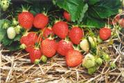 Pripada rodu jagoda (Fragaria vesca spp. alpina 'Rugen'), Rugen je sorta alpske jagode. Rugen raste kao višegodišnja biljka i predstavlja voće. Budući da je višegodišnja, najbolje raste tokom nekoliko godina (otprilike 3 godine i više). Rigen je poznat po tome što raste do visine od približno 25,0 cm (to je 9,75 inča u imperijalu).

Pripremite zemljište:
Jagode ne vole vlažne korene, preferiraju dobro drenirano mesto sa poželjno blago kiselom, srednjom ilovačom. Podnose senku, ali uspevaju na suncu. Izbegavajte džepove od mraza i zaštitite rano cveće preko noći, hortikulturnim runom. Da biste izbegli nakupljanje bolesti, uzgajajte jagode na drugoj parceli svake tri godine. Dodajte mnogo dobro istrulilog stajnjaka, dobro ga okrenite tako da korenje zapravo ne dodiruje stajnjak i dodajte Grovmore u proleće.

Setva:
Sejte u jesen ili proleće na maksimalno 5°C (41°F), koristeći dobro drenirani kompost.
Sadite u proleće ili u ranu jesen. Ako je u proleće, otkačite biljke u prvoj sezoni da biste omogućili da se korenje uspostavi. Krune treba da budu u nivou tla, na udaljenosti od 40 cm (16 in) u redu sa 1 m (3 stope) između redova. Mnogi baštovani uzgajaju jagode kroz crni polietilen kako bi voće zadržalo van zemlje. Ovo takođe suzbija korov, čuva vodu i sprečava prskanje zemlje po plodovima. U suprotnom, ugurajte slamu ili kamenje ispod rešetki koje se razvijaju.

Težnja:
Prilikom zalivanja nemojte kvasiti plodove jer će se razviti botritis, pa koristite kantu za zalivanje i nežno zalivajte blizu kruna. Nemojte koristiti crevo, jer će to prskati plodove i uslediće bolest. Biljke treba malčirati zimi

Berba:
Nakon konačne žetve, ugurajte sve rezervne vodilice u red da popunite praznine ili zamenite stare biljke. Uklonite sve neželjene trkače. Odrežite preostalo lišće na oko 10 cm (4 in) iznad krune kako biste omogućili novim listovima da prođu. Temeljno zalijte i hranite višenamenskim đubrivo