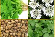 Listovi su odlični kao seckani u kariju i čatnija, ili kao ukras. Takođe se uzgaja zbog začinjenog semena koje se koristi zgnječeno u kariju.

Takođe se naziva cilantro iako je cilantro zapravo listovi biljke. Svi delovi biljke su jestivi, listovi imaju veoma drugačiji ukus od semenki, sličan peršunu, ali sočniji i sa primesama citrusa.

U poređenju sa kupljenim u radnji, i listovi i semenke mirišu neverovatno. Ako koristite korijander u bilo kom receptu, nikada ne biste požalili da posadite i uberete sopstveni - razlika može biti prilično zapanjujuća.
Odlična biljka za blago zasjenjena područja, takođe je dobra biljka za prozore i biljka koja se vrlo lako uzgaja.

Setva: Sejati uzastopno od februara do septembra na 15 do 18°C
Korijander se najbolje uzgaja iz semena posađenog direktno tamo gde treba da raste. To je zato što je prilično osetljiva biljka; presađivanje mladih biljaka može da ih šokira i da ih prouzrokuje da zalete (otrče na seme). Ako želite da posadite nekoliko za upotrebu početkom godine, možete to učiniti u zatvorenom prostoru, ali posadite direktno na otvorenom kada se vreme malo zagreje. Takođe razmislite o sadnji u kontejner i premeštanju kontejnera napolje u proleće. Ključ da korijander bude dostupan za celu letnju žetvu je da se zasade uzastopne sadnje svake četiri nedelje. Biljke korijandera brzo idu u seme, tako da ako želite da koristite mlade listove u vreme kada su paradajz i paprika zreli, moraćete da posadite još malo početkom ili sredinom leta.

Setva u zatvorenom prostoru:
Posejte seme 1 cm duboko u saksije od 7 cm koje sadrže normalan kompost za saksije. Uverite se da kompost ostane vlažan. Sadnice će se pojaviti nedelju dana do deset dana kasnije. Presadite (ili prenesite posudu) napolje mesec dana nakon setve, razmak između svake biljke najmanje 20 cm.