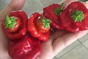 Veoma ljuta: 100.000 do 350.000 SHU

Jedan od najljućih čilija na svetu, Scotch Bonnet je karipski ekvivalent habanero čilija. Može da dostigne vrednost od 350.000 Scoville, ali se razlikuje po izuzetno tropsko-voćnom ukusu. Razvija bogat, višestrani ukus, dimljenu, voćnu aromu za koju neki ljudi kažu da podseća na kajsije.
Uz malo slatkog uz sve te začine, Scotch Bonnet se najčešće nalazi u toplim karipskim jelima kao što su piletina, mango ili papaja salsa, svinjetina na žaru ili riba, iako se pojavljuje u receptima čak i u Zapadnoj Africi. . Oni su jedan od glavnih sastojaka poznatih zapadnoindijskih sosova od ljute paprike, koji se razlikuju od zemlje do zemlje, ali se mogu naći u skoro svakom domaćinstvu na Karibima.
Plodovi imaju veoma tanak spoljni zid, posebno su pogodni za sušenje. Mogu ih jesti sveže oni koji žele da se opuste od vatrene opekotine, a odlični su i za kiseljenje, ukrase, sosove i trljanje. Ukus je voćni sa toplotom koja se zadržava.

Raznovrsna vrsta Capsicum chinense, škotska biljka obožava mnogo sunca i topline, zbog čega ovde ne dostiže iste razmere kao na svojim rodnim karipskim ostrvima. Raste kao grm, dostiže visinu od oko 120 cm (4 stope). Listovi su jajasti i izgledaju malo naborani, a cvetovi su beli. Biljka može dati izuzetne prinose plodova godišnje, malo zaobljenijeg oblika od drugih vrsta, sazrevaju na 4 do 5 cm (1½ do 2 in) u prečniku.
Paprike se mogu brati u različitim fazama, nezreli, kratki plodovi su zelene boje, a sorte sazrevaju sa atraktivnim spektrom boja, preko narandžaste do tamnocrvene, kada se kožica blago nabora.

Skladištenje semena:
Čuvajte seme van domašaja dece, zatvoreno u ambalaži na hladnom, suvom, tamnom mestu ili u frižideru. Nikada ih ne čuvajte u zamrzivaču jer će ih nagli pad temperature verovatno ubiti. Ne ostavljajte seme na direktnoj sunčevoj svetlosti jer toplota koja se stvara može da ih ubije.