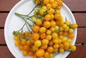 Mini, slatko žuti čeri paradajz u obliku kruške sa do 80 plodova po trusici. Paradajz 'Ildi' je kordonska sorta koja prirodno prestaje da raste na 150-180 cm noseći 3-4 grana po biljci. Nosači se dobro čuvaju i mogu se brati, okačiti u hladnoj garaži i čuvati nedeljama, a da plodovi ne opadaju. Savršeno za kontejnere ili sadnice u stakleniku ili na terasi, ali se može posaditi i na sunčanom mestu u bašti. Visina: 180 cm. Širina: 50 cm

Setva:
Posadite oko 3 mm (1/8 in) duboko, u male saksije koristeći kompost za početak semena. Lagano zalivajte i održavajte stalno vlažnim dok ne dođe do klijanja. Seme paradajza obično klija u roku od 5 do 10 dana kada se drži na optimalnom temperaturnom opsegu od 21 do 27°C (70 do 80°F). Čim se pojave, postavite ih na mesto koje prima mnogo svetlosti i nižu temperaturu (60 do 70°F); prozor okrenut prema jugu bi trebao raditi.

presađivanje:
Kada biljke razviju svoje prve prave listove i pre nego što se vežu za koren, treba ih presaditi u veće saksije od 20 cm.
Mlade biljke su veoma nežne i podložne oštećenjima od mraza, kao i opekotinama od sunca. Svoje mlade biljke štitim tako što postavljam veliki plastični bokal za mleko, sa uklonjenim dnom, da formiram minijaturni staklenik.
U zavisnosti od komponenti vašeg komposta, možda ćete morati da počnete sa đubrenjem. Ako vršite đubrenje, uradite to veoma, veoma štedljivo sa slabim razblaženjem. Presadite na svoje konačne položaje kada budu visoki oko 15 cm. Dve do tri nedelje pre toga, biljke treba očvrsnuti.