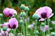 Mak (Papaver somniferum) je jednogodišnja biljka.
Novoodgajena sorta sa niskim sadržajem morfijuma. Razvija nekoliko mahuna po biljci. Seme je lepe tamnoplave boje. Berbu se može započeti u stanju mahune koja šušti, sečeći mahune sa stabljikom od 5-8 cm. Seme se ekstrahuje i, nakon sušenja, čuva se na hladnom mestu.

Direktna setva: Sejati u proleće ili u jesen.
Sejte od kraja aprila do maja ili krajem avgusta do septembra.
Seme se može jednostavno posejati direktno tamo gde će biljke rasti u bašti. Mogu se sejati na široku površinu, sejati u grupama ili kratkim sijačicama za maksimalan efekat u ivici, ili sejati u ravnim redovima za baštu za sečenje.
Nacrtajte brazdu i označite red. Pomešajte seme sa sitnim peskom i posejte veoma, veoma tanko duž reda između palca i kažiprsta. Pokrijte sa najviše 50 mm zemlje, pažljivo pritisnite rukama i fino poprskajte vodom. Sejte dodatne redove na udaljenosti od najmanje 20 cm.
Ako sejete više od jedne godišnje u istu leju, obeležite mesta za sejanje prstenom svetle boje peska i etiketom. Sadnice će se pojaviti u redovima 6 do 8 nedelja nakon sadnje i lako se mogu razlikovati od obližnjih sadnica korova.
Ako sejete rano u proleće, zapamtite da su mlade sadnice podložne mrazu, pa ih zaštitite sa malo baštenskog flisa ako se predviđa. Kada se seju u jesen, biljke će formirati krupan koren koji je prilično slab, tako da će se preko zime izgubiti nadzemni list, a u proleće će biljka ponovo pucati iz tog korena.
Razredite sadnice tako da do početka leta budu udaljene 30 cm. Budite nemilosrdni, samo ostavite najveći i najzdraviji izgled. Radeći ovo, dobićete više cvetova i mahuna po biljci koje su veće i jače.