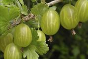 Ogrozda (latinski: Ribes uva-crispa) je biljna vrsta iz porodice ogrozda (latinski: Grossulariaceae). U divljini se nalazi u šikarama, retkim listopadnim šumama i na rubovima šuma. Široko je rasprostranjen u Aziji, Evropi i Severnoj Africi. Neke vrste rastu u Severnoj Americi. U Alpima se „penje“ na visinu od 1700 m. Biljka preferira bogato hranljivim materijama, rastresito, ne previše suvo kamenito, peskovito ili glineno tlo sa malim sadržajem kreča.

Već je bilo oko 1000 kultivisanih sorti, od kojih su mnoge uzgajane u privatnim baštama.
Ribes uva-crispa je zimzeleni žbun koji naraste do visine od 60-100 cm, ponekad i do 150 cm. Tamne grane su raširene ili lučne i često prekrivene trnjem. Petiolasti listovi su raspoređeni naizmenično. Ploče su u obliku dlana, duge 1-3 cm i široke 2-6 cm, podeljene u 3-5 režnjeva i često prekrivene mekim dlačicama sa donje strane.
Period cvetanja grmlja se javlja u aprilu i maju. Neopisivi dvopolni zvonasti cvetovi su raspoređeni u 1-3 komada u pazuhu listova. Sastoje se od 5 sepala i 5 latica. Okrenuti unazad i prekriveni mekim dlačicama, čašice su zelenkaste ili crvenkaste boje. Latice su glatke, bele, zelenkaste ili crvenkaste boje.

Plodovi su lažne bobice sa peteljkom, težine do 20 g, okruglog ili duguljastog oblika, glatke ili prekrivene dlačicama. Koža im je tanka, od zelene ili žute do ljubičaste, sa karakterističnim uzdužnim belim prugama. Meso ima ukus od kiselog do veoma slatkog i sadrži mnogo malih jestivih semenki.