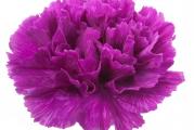 Carnation Violet. Veoma popularna tradicionalna vikendica, poluizdržljiva jednogodišnja bašta koja poseduje šarm i privlačnost koja nastavlja da pleni ljude širom sveta. Ova čvrsta sorta proizvodi obilje zadivljujućih duplih tamnoljubičastih cvetova na snažnim stabljikama od 20′.
Dianthus cariophillus, Grenadin Karanfili su generacijama omiljeni baštovanima. Oni daju grmolike zimzelene biljke koje se razgranavaju na bazi do oko 60 cm (24 in) visoke i 30 cm (12 in) široke. Linearno, plavo-zeleno, sivkasto lišće je dobra folija za većinu biljaka. Sve u svemu, čine izuzetno šarmantnu graničarsku biljku.

Otporan, čvrst i veoma lak za uzgoj, Dianthus se može uzgajati u bilo kojoj bašti sa sunčanim izgledom i bogatom, dobro dreniranom zemljom. Zalivajte ih tokom sušnih perioda, jednom ili dva puta nedeljno. Dodajte đubrivo opšte namene jednom ili dva puta mesečno, ali ne više od toga ili ćete dobiti previše lišća. Imaju malo problema sa insektima i bolestima. Deadhead je potrošio cveće da produži vreme cvetanja.
Latice Dianthusa su jestive. Nisu baš zasitni, ali će se pokazati kao najmagičniji sastojak, pretvarajući zelenu salatu u cvetnu medovinu, a kuglicu sladoleda u vilinski zamak.

Setva: Sejati od februara do juna ili od septembra do oktobra.
Posejte seme na površinu dobrog, vlažnog semena ili višenamenskog komposta. Ne pokrivajte seme jer svetlost pomaže klijanju, već ga čvrsto pritisnite u kompost.

Stavite kontejner u propagator ili zatvorite u polietilensku vreću i stavite na 16 do 20°C (60 do 68°F). Klijanje obično traje 14 do 30 dana. Čuvati u hladnijim uslovima nakon klijanja. Presadite u saksije od 9 cm (3 in) na kojima ćete rasti i presaditi na otvorenom kada se biljka uspostavi. Septembarske setve prezimite u hladnom okviru i posadite sledećeg proleća.