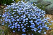 Linum Perenne Plavi Lan je prelepa mala grudvica koja formira višegodišnja granična biljka. Ima dugačko linearno lišće, slobodno stvara metlice nebeskoplavih cvetova od sredine leta do jeseni. 45cm. Najbolje na punom suncu na slobodnom drenirajućem zemljištu. Najbolje je posejati seme direktno jer ne vole da ih se uznemirava / presađuje.

Saveti za setvu:
Najbolje za direktnu setvu jer se sadnice ne ometaju / presađuju.
Sejte direktno na lokaciju ili kontejner gde će cvetati u proleće ili kasno leto za prezimljavanje u južnim okrugima.
Seme posejte tanko na zemljište koje je dobro obrađeno i pokrijte. Zaribajte lagano na dubini od 2-3 mm. .
Tanke mlade sadnice na udaljenosti od 10-15 cm.
Najbolje na punom suncu na laganom dobro dreniranom zemljištu.
