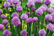 Allium schoenoprasum je vlasac koji se najviše koristi u kulinarske svrhe i vlasac koji ima prelepe ružičaste cvetove. Imaju ukusan, blag ukus luka, linearni listovi se režu i koriste prvenstveno sveže, mešaju u nekuvanu hranu, kao što su meki sirevi ili salate; ili dodati kuvanoj hrani tokom poslednjih nekoliko minuta kuvanja, ili kao ukras. Atraktivni cvetovi, ljubičaste boje u zaobljenim glavicama, jestivi su i predstavljaju veoma lep ukras.

Vlasac se lako uzgaja iz semena; uskoro će proizvesti jake grudve koje narastu do 30 cm (12 inča) u visinu. Redovno berba vrhova listova pomaže da se stimuliše novi rast mladih, koji imaju najbolji ukus.
To su višegodišnje lukovice koje se šire i formiraju uredne čupave grudve, idealne za ivice kreveta i staza. Posebno su atraktivni kada cvetaju i omiljeni su pčelama i drugim insektima oprašivačima.

pozicija:
Idealno zemljište je dobro iskopano uz dodatak dobro trulog komposta ili organskog materijala. Radite u šaci ili dve koštane brašne po kvadratnom metru (dvorištu). Vlasac nije pohlepan, pa ga nije potrebno hraniti tokom cele godine ako je zemljište pripremljeno na opisani način. Podjednako im odgovara puno sunce ili polusenka, a iako su prilično tolerantni na sušu, nemojte ih saditi na veoma suvim mestima.
Vlasac je idealno bilje za sadnju u kontejneru, koji može biti u vašoj bašti ili na prozorskoj dasci. Vlasac držite podalje od sunca ako je u loncu napolju i dobro zalijte.

Setva: Sejte u zatvorenom prostoru u bilo koje vreme, a direktno na otvorenom od maja
Posejte seme u zatvorenom prostoru koristeći normalan kompost za saksije u martu (ili direktno napolju od maja kada se zemlja zagreje). Idealna temperatura klijanja je 19°C (68°F). Uverite se da kompost ostane vlažan. Sadnice će se pojaviti nedelju dana do deset dana kasnije. Prenesite ih napolje mesec dana nakon setve, razmak od 10 cm (8 in) između svake biljke.