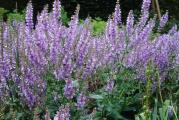 Salvia sclarea var. turkestanica, poznatija kao muškatna žalfija, uzgajana je u skoro svim botaničkim svetištima u istoriji čovečanstva. Njegova upotreba je znatna: aroma za vina, ulje za parfeme, potpuri i tamjan. Medicinski, trebalo bi da ublaži stomačne bolesti, pa čak i da zaustavi starenje. Što je najvažnije, prekrasan je i uspeva u potpunom zanemarivanju.
Ova biljka ima mnogo prednosti, lako se uzgaja u dobro dreniranom zemljištu na suncu ili čak u delimičnoj senci. Dobro raste na siromašnom zemljištu, otporan je na puževe i druge zveri, i ne pada i ne treba ga kockati. Na punom suncu, gotovo bez vode, veliki, sivo-zeleni listovi ostaju atraktivni tokom cele sezone.

Salvia sclarea var. turkestanica je zaista arhitektonska biljka sa razgranatim stabljikama, svaka stabljika je prekrivena obiljem bledoplavih cvetova i velikim ružičasto belim listovima. Cvetovi su atraktivni i pojačani su velikim peteljkama koje ih okružuju.
Oni stoje iznad velikih, aromatičnih, srednje zelenih listova, koji mogu narasti do 23 cm (9 inča) u dužinu. Dobro se snalaze na suncu ili laganoj senci, cvetovi su magnet za pčele i leptire.

Setva: Sejati u kasno leto do ranu zimu za cvetanje u proleće sledeće godine.
Salvia sclarea je dvogodišnja biljka i kao i sve dvogodišnje, seme se uglavnom seje početkom leta, mlade biljke do zime razviju svoje prve listove i dobar korenov sistem. U najhladnijim mesecima umiru i vraćaju se sa osvetom u proleće spremni da organizuju prvoklasnu predstavu cveća

Setva u zatvorenom prostoru:
Površinsko sejanje u saksije ili kontejnere koji sadrže kompost za seme dobrog kvaliteta (John Innes ili slično) Pokrijte finim tankim slojem komposta ili vermikulita.
Kompost treba održavati vlažnim, ali ne mokrim sve vreme. Seme klija za sedam do 10 dana na 20°C (68°F).
Izbockajte svaku sadnicu dok postane dovoljno velika za rukovanje, presadite u saksije od 7,5 cm (3 in). 