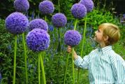 Allium giganteum jedna je od najvećih vrsta ukrasnih lukova.  Lubičaste kuglaste cvasti pojavljuju se u aprilu. 
Svaka se cvast sastoji od brojnih sitnih zvezdastih cvetova.  
Lukovica kao i listovi su jestivi.

Setva: Sejati u bilo koje doba godine.
Seme se može posejati direktno tamo gde treba da cveta u bilo koje doba godine, ili se može posejati u zatvorenom prostoru, prezimiti u stakleniku i potom posaditi sledećeg proleća.
Semenju alijuma je potreban period vlage i hladnoće nakon žetve pre nego što proklija, obično je to neophodno da bi se embrion sazreo ili prekinuo mirovanje.
Ako se seje u zatvorenom prostoru po toplijem vremenu, period mirovanja se može veštački stimulisati stavljanjem navlaženog semena u frižider. Najbolje je da ih posejete na navlaženi kompost sa dobrom drenažom, zatvorite kontejner u polietilensku kesu i ostavite sve u frižideru 3 do 5 nedelja na oko 4 do 5°C (39 do 41°F). Seme mora biti vlažno dok je prethodno ohlađeno, ali obično im ne pomaže da budu u vodi ili na temperaturama ispod nule. Nakon prethodnog hlađenja, izvadite iz frižidera na 13 do 16 ° F (55 do 60 ° F)
Čini se da je svetlost korisna i tako prethodno ohlađeno seme treba da ima samo najsvetliji pokrivač komposta preko sebe, a posude za seme itd. treba da budu osvetljene. Kompost treba održavati vlažnim, ali ne uvek vlažnim. Klijanje treba da se desi 18 do 21 dan.
Izbockajte svaku sadnicu kada postane dovoljno velika za rukovanje, presadite u saksije ili tacne od 7,5 cm (3 in) da raste. Postepeno se aklimatizujte na spoljašnje uslove 10 do 15 dana pre sadnje.

Gajenje:
Posadite u proleće u plodno, dobro drenirano tlo. Dodajte pijesak kada se uzgaja u glinenim zemljištima da biste poboljšali drenažu. Zapamtite da lišće ponovo odumire kada počne cvetanje; možda biste želeli da ovo postavite iza manje biljke da biste prikrili njeno lišće. 