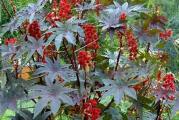 Ricinus (Ricinus Communis Gibsonii) - Postavljanje semena ricinusovog pasulja je lak i brz način da se uzgaja ovaj neverovatno lep jednogodišnji. Biljka ricinusovog ulja je veoma korisna biljka tropskog lišća. Uzgaja se iz semena godišnje, lako dostižući 5 stopa i više u jednoj sezoni. Gibsonii proizvodi visoku i dramatičnu biljku sa ogromnim tamnocrvenim listovima i zapanjujućim grimiznim glavama semena. Da biste svom pejzažu dodali egzotičan izgled, uzgajajte ovo seme cveća i uživajte u ovoj neverovatnoj biljci.

Seme ricinusovog pasulja može da se započne u zatvorenom prostoru 6 - 8 nedelja pre poslednjeg datuma mraza ili direktno na otvorenom nakon što prođe sezona mraza. Preporučuje se da se seme ricinusa potopi 24 sata u vodu da bi se pomoglo da se razbije omotač semena. Pokrijte seme sa 1/4 inča zemlje i održavajte ga vlažnim. Uzgajajte biljku na punom suncu iu zemljištu koje je bogato i dopunjeno organskom materijom. Briga o biljci Gibson Castor Bean bi uključivala postavljanje biljke ako je potrebno, obrezivanje uvelog cveća da bi se proizvelo novo cvetanje i đubrenje svakog meseca (ili dodavanje đubriva sa sporim oslobađanjem u vreme sadnje). U jesen nakon prvog mraza, uklonite biljku i odbacite.
