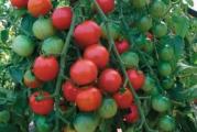 U DNU OVE STRANE SU SVI MOJI OGLASI - KUPOVINOM OD JEDNOG PRODAVCA USTEDECETE NA POSTARINI 

Ova sorta paradajza daje izuzetno visoke prinose, a sam oblik paradajza je skoro savrseno okrugao. Plodovi su dosta krupni  obzirom na veliki prinos od 150-300gr, a njegova proizvodja je pokrenuta odnosno seme je pusteno u prodaju davne 1925god. Nastao je 1917 u americkom odseku za poljoprivredu ukrstanjem dve sorte paradajza od koje se jedna sorta zove Marvel i od sorte Globe i otuda je nastao i naziv ovog paradajza Marglobe.  Otporan je na bolesti Verticulum i Fusarium Wilts, pa se stoga preporucuje za organsko gajenje paradajza. 
Ako zelite sladak paradajz koji daje velike prinose usto plodovi su krupni.
Setva:

Setva se obavlja od marta, a do juna na otvorenom, a do zrenja je potrebno samo 75-80 dana od dana kada rasadite na stalno mesto (ako ga prvo sejete u tople leje marta meseca), a ako sejete na otvorenom onda je potrebno 80dana do zrenja. 
Potrebna je potpora i pozeljna je prehrana preko lista jer list nije dovoljno krupan i u slucaju letnjih kisa da bi zastitili plod potrebno je da se dok ne formira plod malo pomoci biljci da razvije krupniji list i tako cete spreciti da Vam paradajz dobije fleke od sunca. 
Naravno nemorate prskati ako ne zelite. To je samo savet kako da sacuvate plod od sunca i letnih kisa. 

Seme je tretirano fungicidom kako bi se zastitilo da ne bude osteceno gljivicama prilikom klijanja

Prodaje se 10 semena
