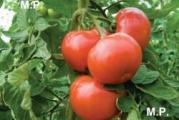 U DNU OVE STRANE SU SVI MOJI OGLASI - KUPOVINOM OD JEDNOG PRODAVCA USTEDECETE NA POSTARINI 

Za ovu vrstu paradajza nije potrebna podrska, jako je ukusam i sladak sa onim divnim mirisom paradajza za kojim svi ceznemo kada jedemo paradajz. Mogu Vam reci da su plodovo dosta krupni u odnosu na to da je niskog rasta tako da smo svi zadovoljni i tezinom plodova. I ove godine ga sejemo direkno u bastu kao i prosle godine.

Ja inace ne prskam povrce koje sejem i kojim se hranimo, a ova sorta paradajza je dobra jer je otporna i dobro se pokazala za organski uzgoj.


Biljka: srednje bujna, niskog (determinantnog rasta), dobro oblistala;

Plod: okrugao do malo izdužen, gladak, prosecne težine 130-150 grama izuzetno cvrst, nedozreo tamno zelen, zreo intenzivno crven, zelena kragna iscezava;

Sazrevanje: srednje kasno;

Namena: potrošnja u svežem stanju i prerada;

Otpornost: zeleno i žuto uvenuce (Verticillium albo-atrum i Fusarium oxysporum f. sp. lycopersici);

Napomena: proizvodnja bez oslonca, iz direktne setve ili preko rasada

Prodaje se 20 semena