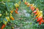 U DNU OVE STRANE SU SVI MOJI OGLASI - KUPOVINOM OD JEDNOG PRODAVCA USTEDECETE NA POSTARINI 

Paprika sa velikim prinosom i odlicnog ukusa. Biljka je snazna i jaka, sa dosta krupnih plodova.


Seje se u tople leje marta-aprila, pa se maja rasadjuje na otvorenom. Izizskuje obilno zalivanje


Prodaje se 20 semena
