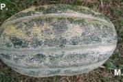 U DNU OVE STRANE SU SVI MOJI OGLASI - KUPOVINOM OD JEDNOG PRODAVCA USTEDECETE NA POSTARINI 

Ova dinja poreklom je iz Vijetnama, plodovi su veci od Cantaloupe dinje, ali ne razlikuje se samo po velicini vec se razlikuje po tome sto ima jako debelo meso koje je dosta tvrdje u odnosu na ostale sorte, ukus joj je drugaciji i olicna je za pripremu slatka sto se danas tesko moze naci dinja za slatko.

Seje se marta - aprila u tople leje, pa se u bastu prebaci maja meseca.
Najbitnije je to sto se seje nanovo iz semena koje biljka napravi.

Prodaje se 4 semena