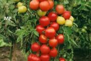 U DNU OVE STRANE SU SVI MOJI OGLASI - KUPOVINOM OD JEDNOG PRODAVCA USTEDECETE NA POSTARINI 

U pitanju je mnogorodan paradajz iako nije nesto specijalno krupan plodovi su od 60-100gr ukus ovog paradajza je zaista neverovatan. Nema drvenastu sredinu i po ukusu malo lici na nase jabucare. Odlican je za salate i razna variva.

Seje se marta meseca, a za 83 dana stize za berbu.

Prodaje se 6 semena

<iframe width='400' height='225' src='https://www.youtube.com/embed/dYrdgmTy91o' title='YouTube video player' frameborder='0' allow='accelerometer; autoplay; clipboard-write; encrypted-media; gyroscope; picture-in-picture' allowfullscreen></iframe>