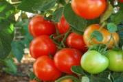 U DNU OVE STRANE SU SVI MOJI OGLASI - KUPOVINOM OD JEDNOG PRODAVCA USTEDECETE NA POSTARINI 

Ovaj paradajz nije tako krupan, plodovi su prosecne mase 120-130gr, ali je zato mnogorodan, cvrst, crvene boje i nema zelenu kragnu. Sto se tice ukusa i sami znate da je sladji i ukusniji sitniji paradajz tako da je za svaku pohvalu.

Seje se marta-aprila u tople leje, a maja se prebaci na otvorenom

Prodaje se 5 semena