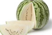 U DNU OVE STRANE SU SVI MOJI OGLASI - KUPOVINOM OD JEDNOG PRODAVCA USTEDECETE NA POSTARINI 

Izuzetno aromaticna i slatka lubenica ne tako krupna i tezi svega 4,5-5,5kg, ali joj je meso belo.

Od dana setve stize za konzumiranje za 80dana. Juna meseca je spremna za konzumiranje ako se poseje marta meseca u tople leje, a kasnije rasadi na otvorenom.

Prodaje se 4 semena
