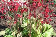 Visina: 30-50cm
Cvetovi: crveni leti
Sadnja: na sunce ili polusenku