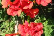 Visina:5-10m,vrsta puzavice.
Cvetovi: veliki,točirasti,crvene boje. Cveta od jula do kraja vegetacije
Sadnja: na sunčano mesto, za prekrivanje zidova ili rešetkastih konstrukcija.