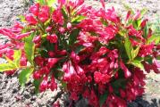 Krajnja visina:1.5 m
Cvetovi:jarko crvene boje, cvetaju početkom leta 
Sadnja:sadnja u polusenovito ili sunčano mesto
