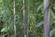 Phyllostachys Viridiglauscens. Štapovi su izuzetno pravi i snažni. Bambus je jako otporan na vrućine i na niske temperature. Raste veoma brzo. Maksimalna visina je oko 9m a prečnik stabla oko 6cm. Punu veličinu dostiže za 5-6 sezona.

Zanimljiva stvar za bambus je da štapovi postižu punu trenutnu veličinu za samo 2 meseca. Novi štapovi su uvek veći od prošlogodišnjih, i to je tako sve dok bambus ne postigne punu veličinu. Štapovi nemaju sekundarni rast, već kada u proleće izbiju iz zemlje, izbijaju odmah onog prečnika kojeg će biti, i za 2 meseca porastu na punu veličinu, razgranaju se i olistaju.

Na prodaju sadnica visine oko 1.5m. Šaljem aksom/royalom. 