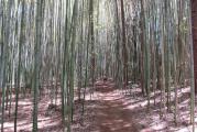 Phyllostachys aureosulcata. Jedan od vrlo otpornih i brzorastućih bambusa. Glavna karakteristika bambusa je što na oko 15% štapova pravi cik cak štapove na donjem delu štapa. Takođe, štapovi su zeleni, ali na svakom članku imaju žutu uspravnu liniju. Maksimalna visina je oko  11m, prečnik štapa oko 6cm. Raste veoma brzo, tj na punu veličinu stiže za 5-6 sezona.
Dole imate na jednoj slici napredak za 5 sezona rasta. Posađen jedan štapić od 1.5m, i posle 5 godina mala šumica od oko 100 štapova i oko 6m visine.

Zanimljiva stvar za bambus je da štapovi postižu punu trenutnu veličinu za samo 2 meseca. Novi štapovi su uvek veći od prošlogodišnjih, i to je tako sve dok bambus ne postigne punu veličinu. Štapovi nemaju sekundarni rast, već kada u proleće izbiju iz zemlje, izbijaju odmah onog prečnika kojeg će biti, i za 2 meseca porastu na punu veličinu, razgranaju se i olistaju.

Na prodaju su sadnice visine 1.5-2m. 
